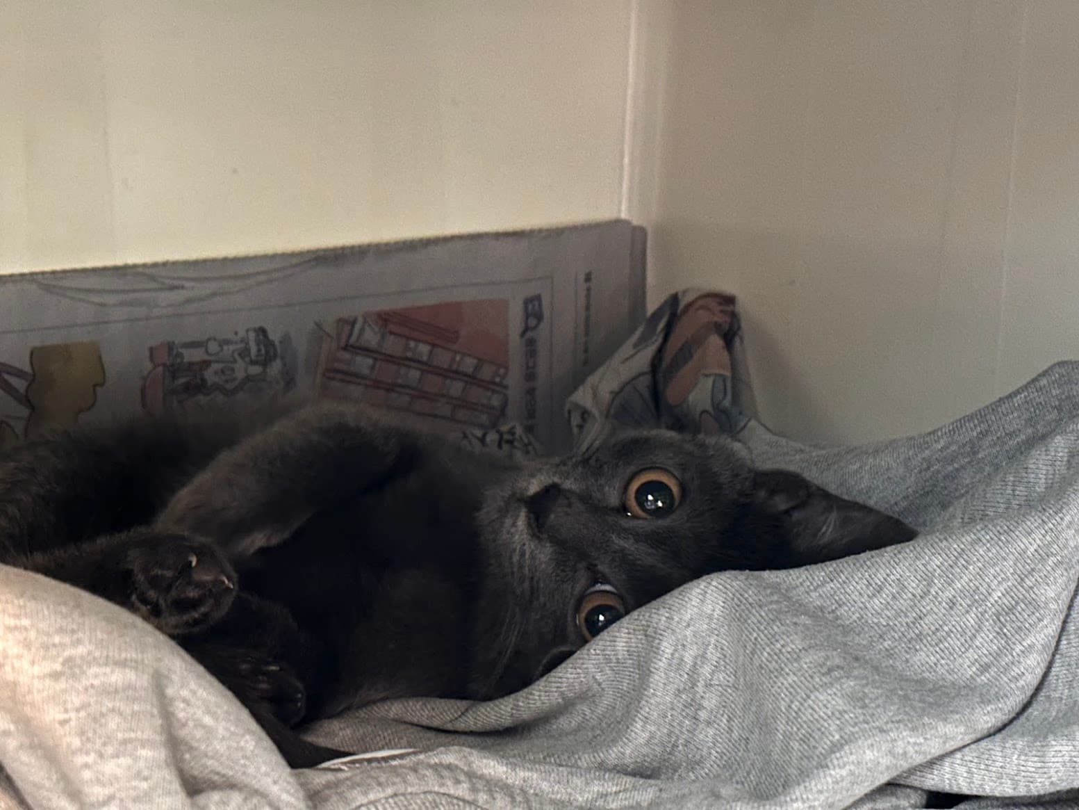 Rescuing a Stray Kitten